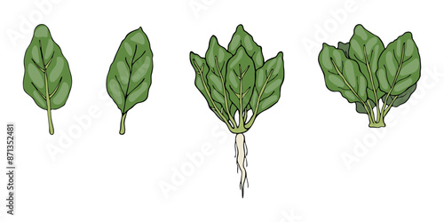 Spinach leaves isolated on a white background. Vector illustration, icon of vegetables. Spinach leaves in a hand-drawn style. One leaf, group of leaves, group of leaves with a root.