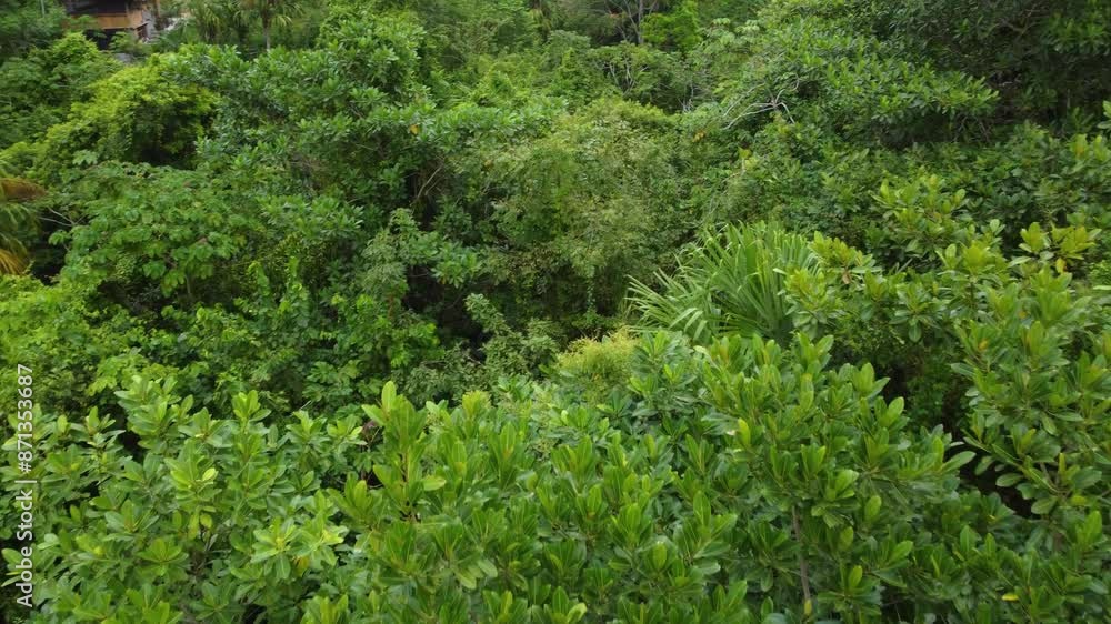 Over dense green forest canopy jungle in Colombia, aerial South America Over dense green forest canopy jungle in Colombia, aerial South America