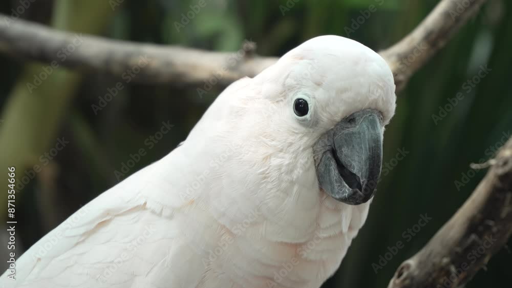 Salmon-crested Cockatoo (Cacatua Moluccensis) or Moluccan Cockatoo Face Close-up Perched on Branch at Bali Safari and Marine Park in Siangan, Indonesia Salmon-crested Cockatoo (Cacatua Moluccensis) or Moluccan Cockatoo Face Close-up Perched on Branch at Bali Safari and Marine Park in Siangan, Indonesia