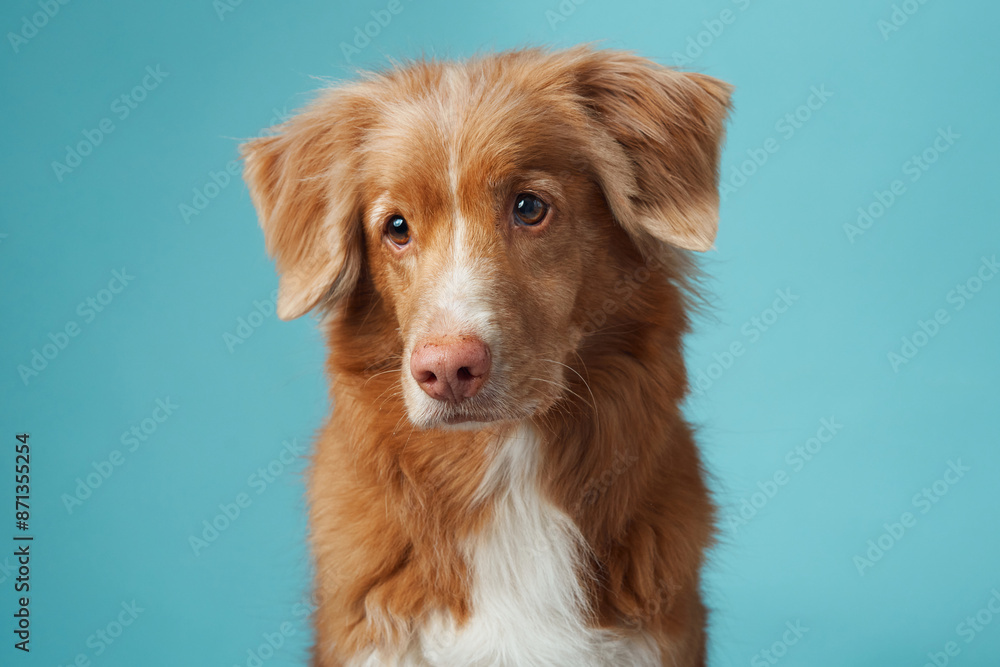 A Nova Scotia Duck Tolling Retriever gazes softly, studio-lit against a blue backdrop. The image captures the dog warm fur tones and gentle expression A Nova Scotia Duck Tolling Retriever gazes softly, studio-lit against a blue backdrop. The image captures the dog warm fur tones and gentle expression