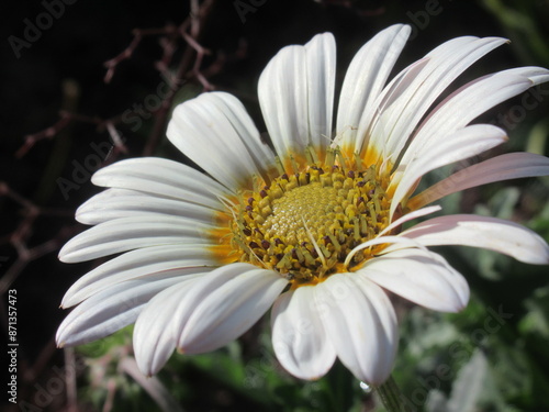 Kwiat rośliny z gatunku Arctotis stoechadifolia photo