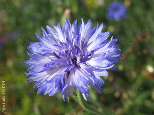 Zbliżenie na kwiat rośliny z gatunku Centaurea cyanus