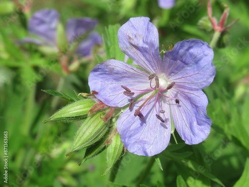 Zbliżenie na kwiat rośliny z gatunku Geranium maculatum photo