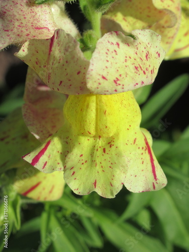 Zbliżenie na kwiaty rośliny z gatunku Antirrhinum majus photo