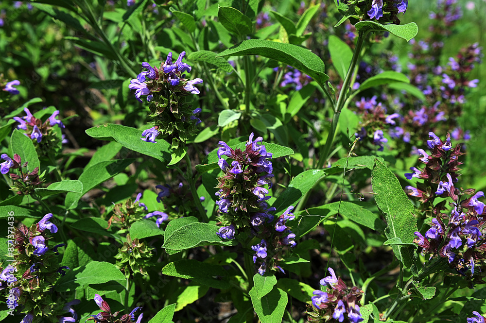 Closeup purple flowers (salvia officinalis) in the garden Closeup purple flowers (salvia officinalis) in the garden