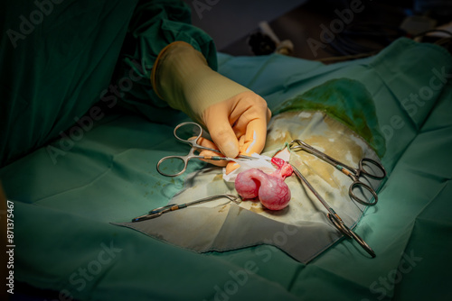 Veterinarian doing surgery