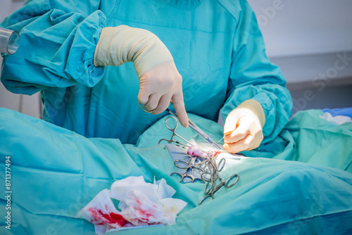 Bilde på lerret Veterinarian doing surgery