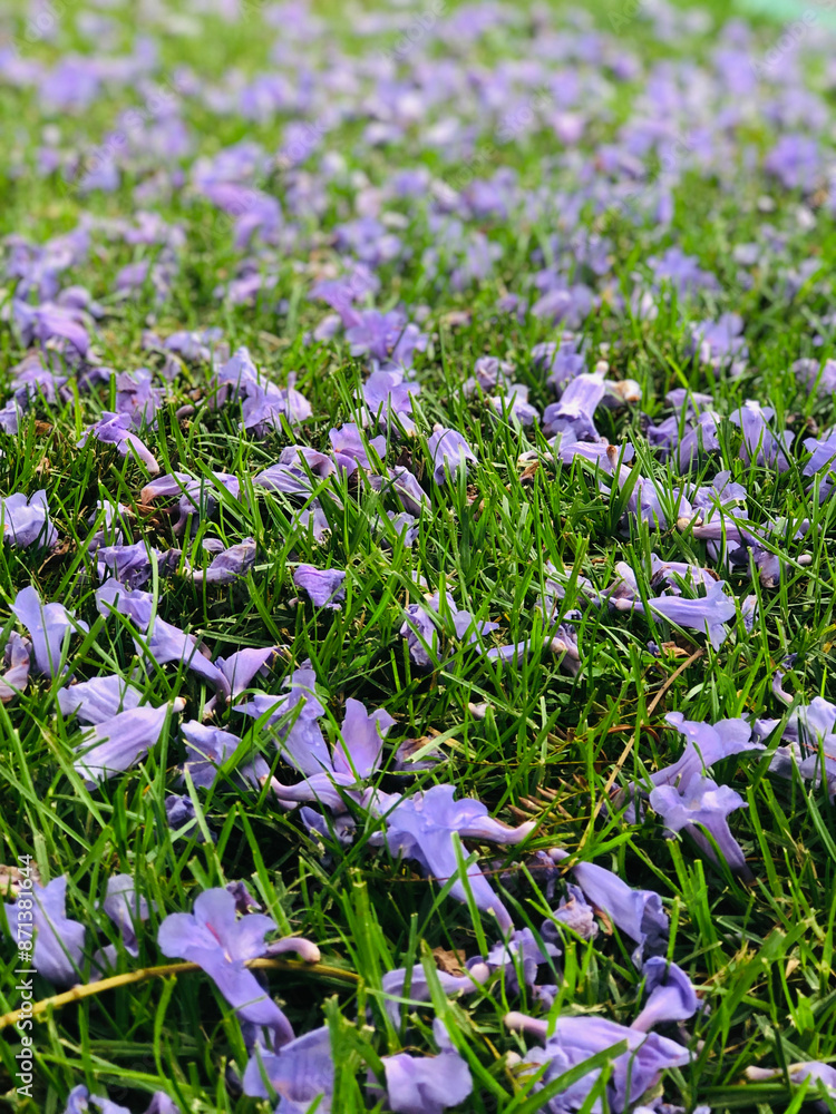 Fototapeta premium Purple Flowers on Grass