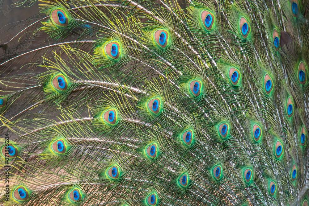 Obraz premium Beautiful green peacock feathers, Close up