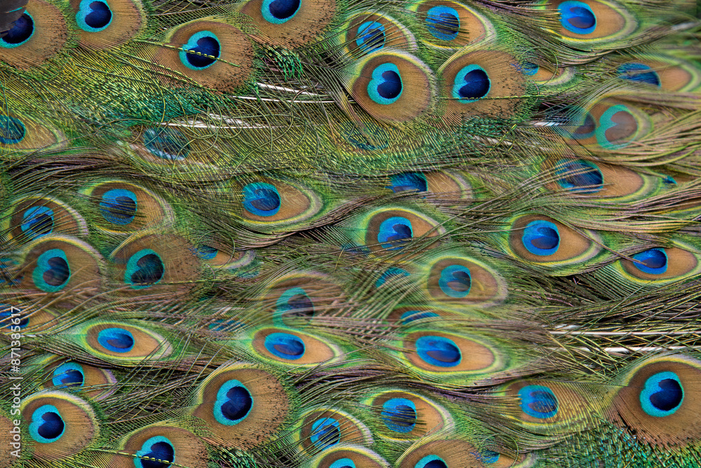 Obraz premium Beautiful green peacock feathers, Close up