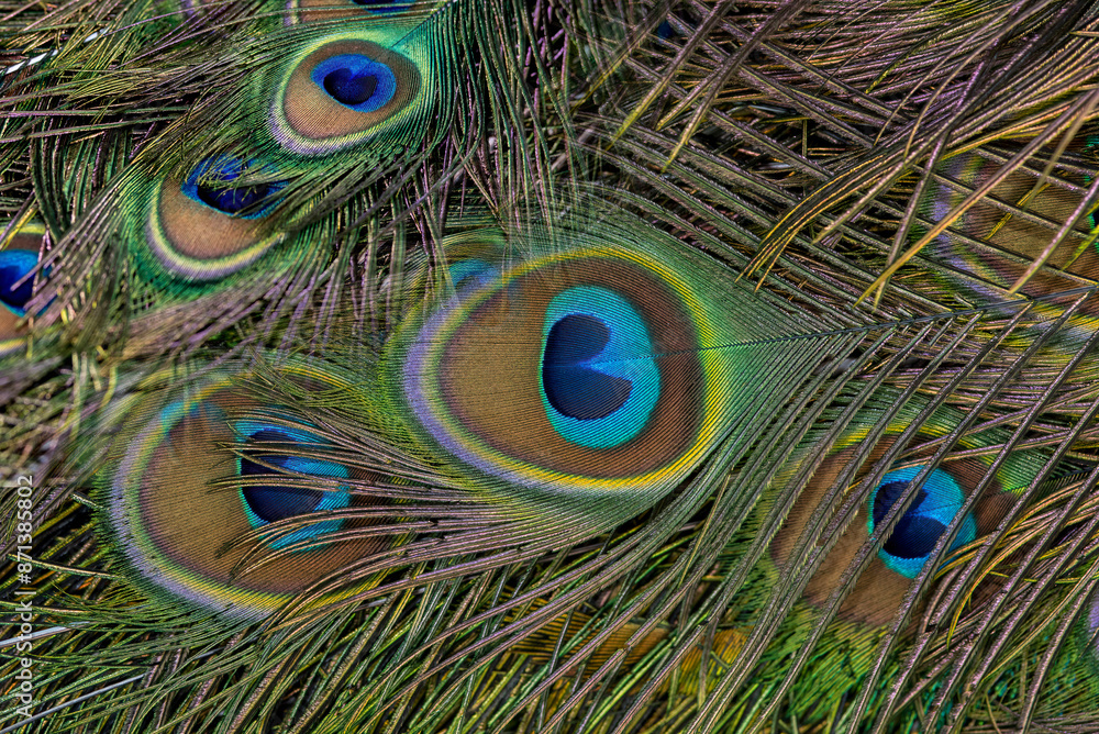 Fototapeta premium Beautiful green peacock feathers, Close up