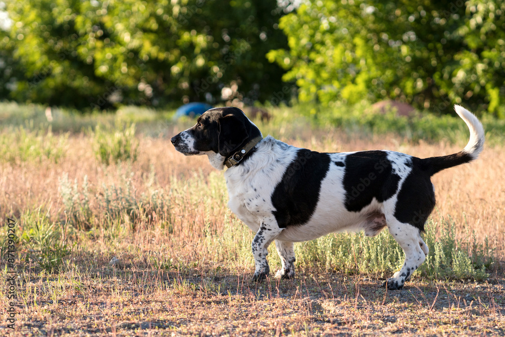 Hound alert and standing in a sunlit field. Hound alert and standing in a sunlit field.