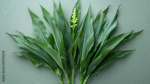 Water Soldier Stratiotes Aloides Stiff Light Green SwordSha Aqua Plant Isolated on White BG,
Veratrum album

 photo