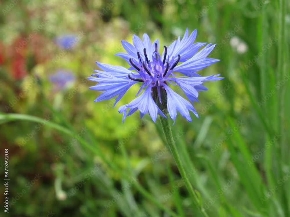Fototapeta premium Zbliżenie na kwiat rośliny z gatunku Centaurea cyanus