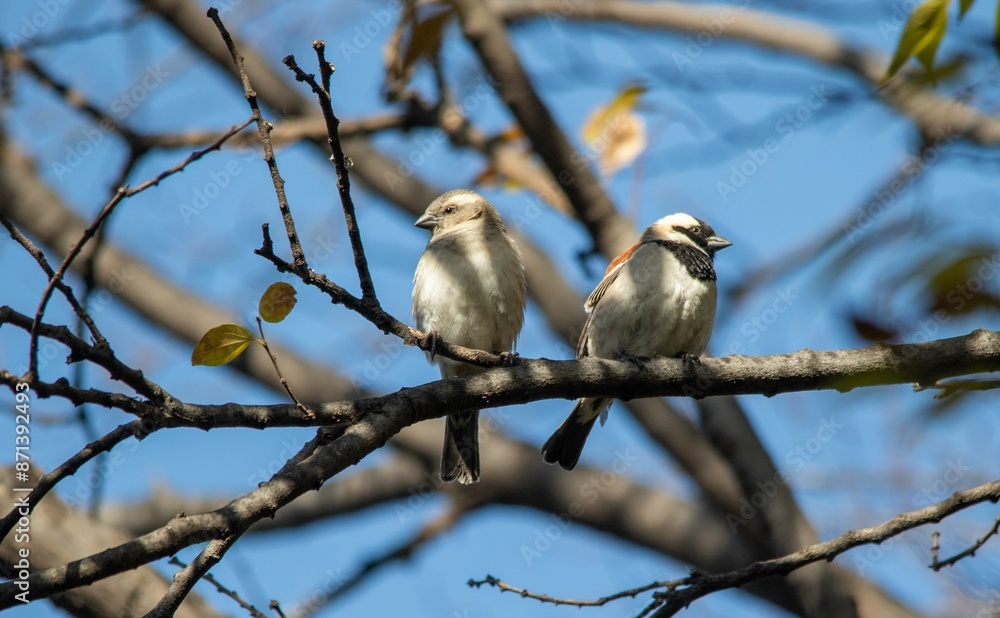Cape sparrow pair perched in a tree in a garden in urban South Africa Cape sparrow pair perched in a tree in a garden in urban South Africa