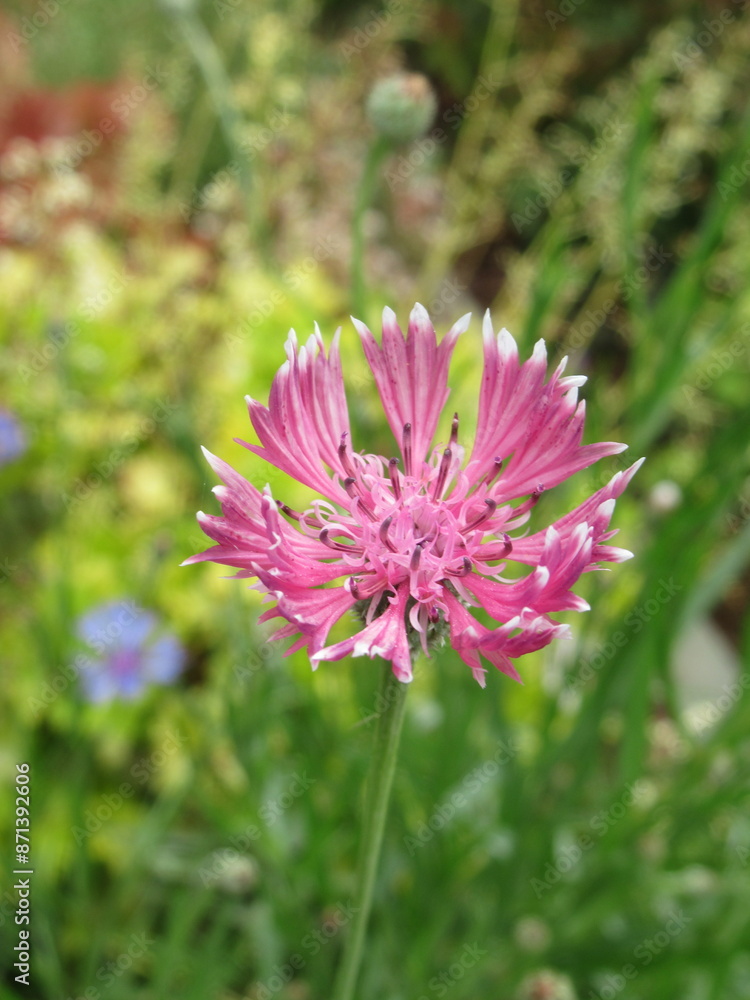 Zbliżenie na kwiat rośliny z gatunku Centaurea cyanus Zbliżenie na kwiat rośliny z gatunku Centaurea cyanus