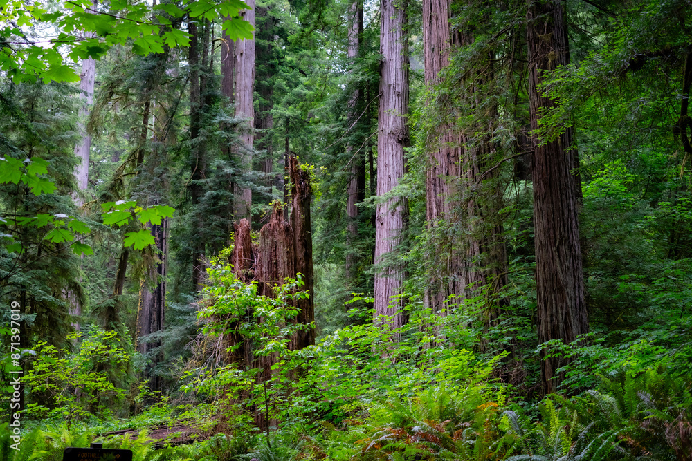 Fototapeta premium beautiful forest in the morning