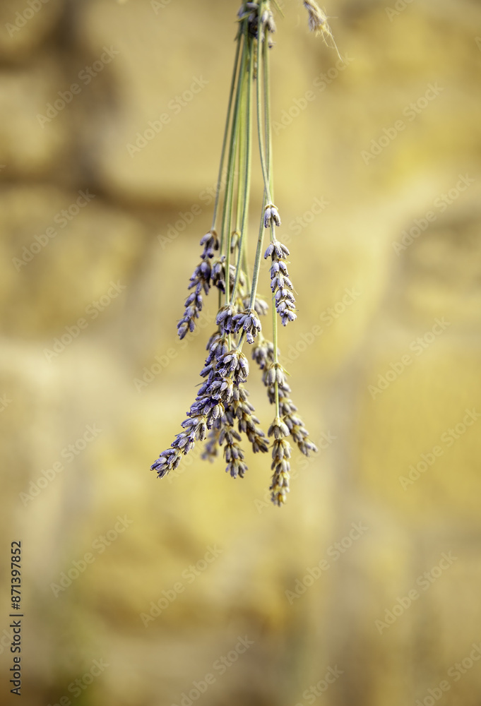Dried medicinal plants