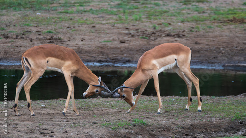 Dueling Impala