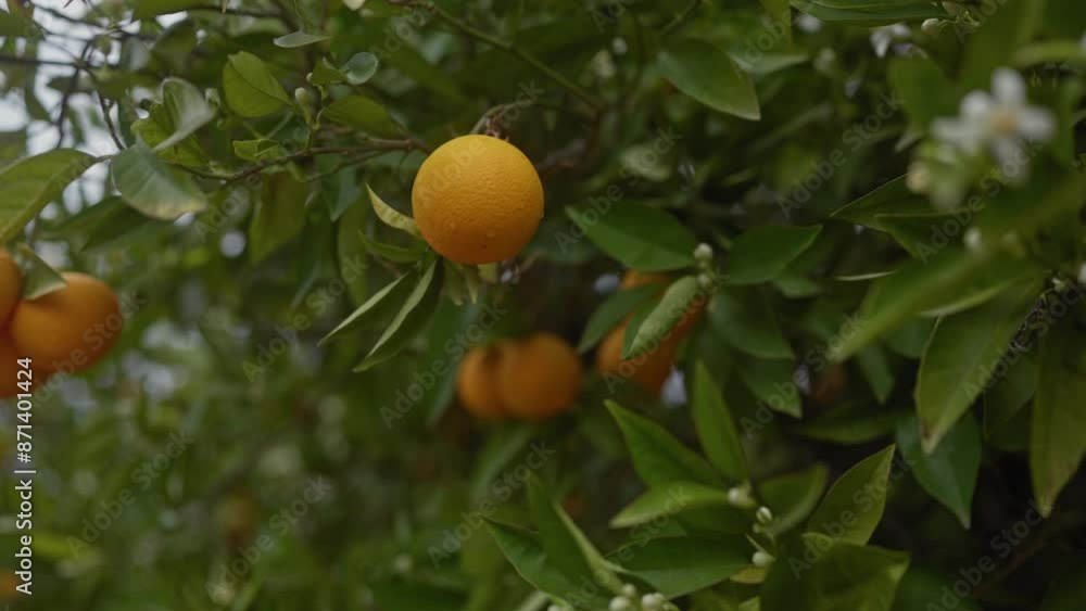 Ripe oranges hanging amidst fresh white blossoms on a citrus tree in an orchard Ripe oranges hanging amidst fresh white blossoms on a citrus tree in an orchard