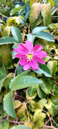 flor passiflora tarminiana photo