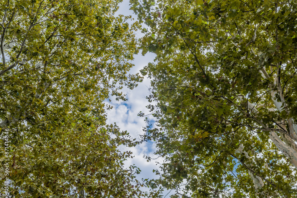Obraz premium View of the sky through the canopy of green leaves from tall trees on a sunny day in Zagreb, Croatia.