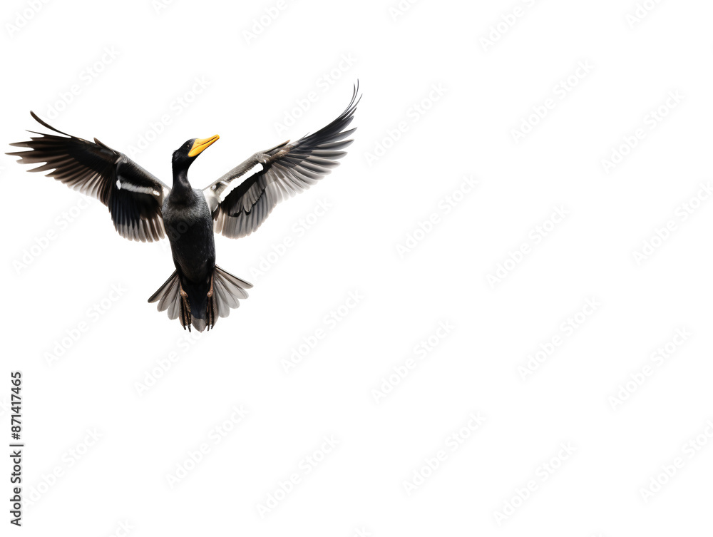 a bird flying in the sky a bird flying in the sky