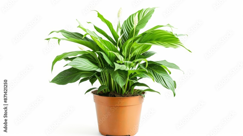 Peace Lily A potted plant isolated on white Peace Lily A potted plant isolated on white