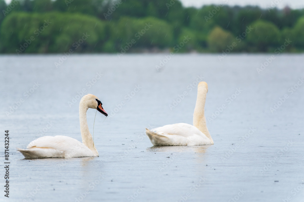 Two Graceful white Swans swimming in the lake, swans in the wild Two Graceful white Swans swimming in the lake, swans in the wild