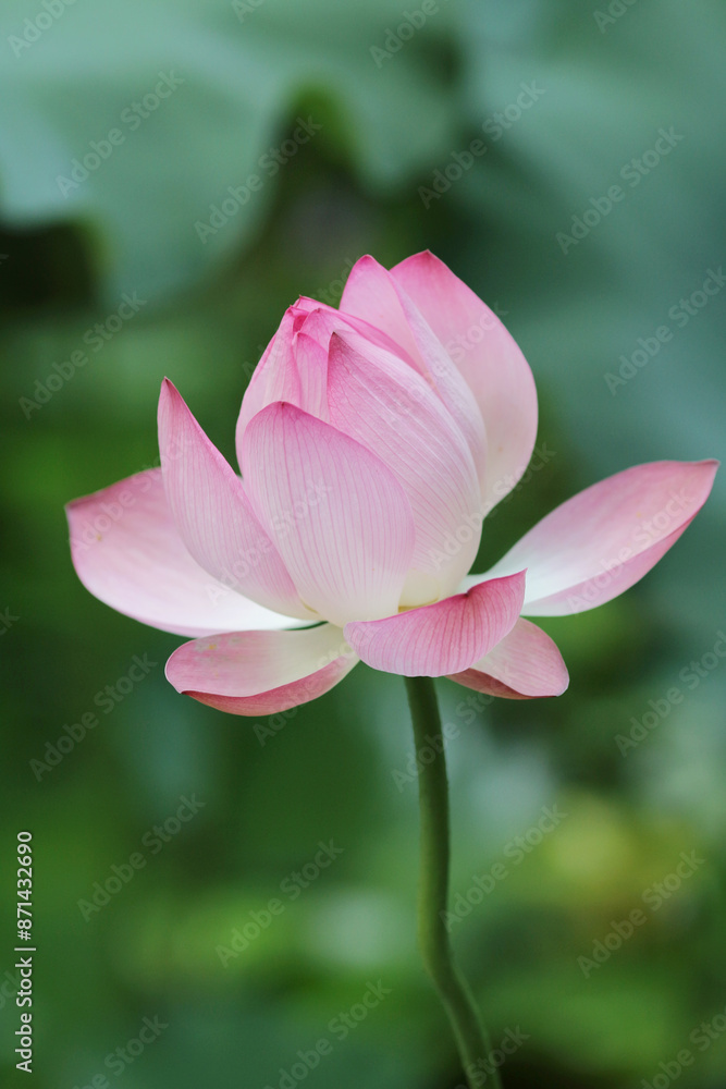 opening pink lotus in hot summer in rain in hong kong university of lily pond opening pink lotus in hot summer in rain in hong kong university of lily pond