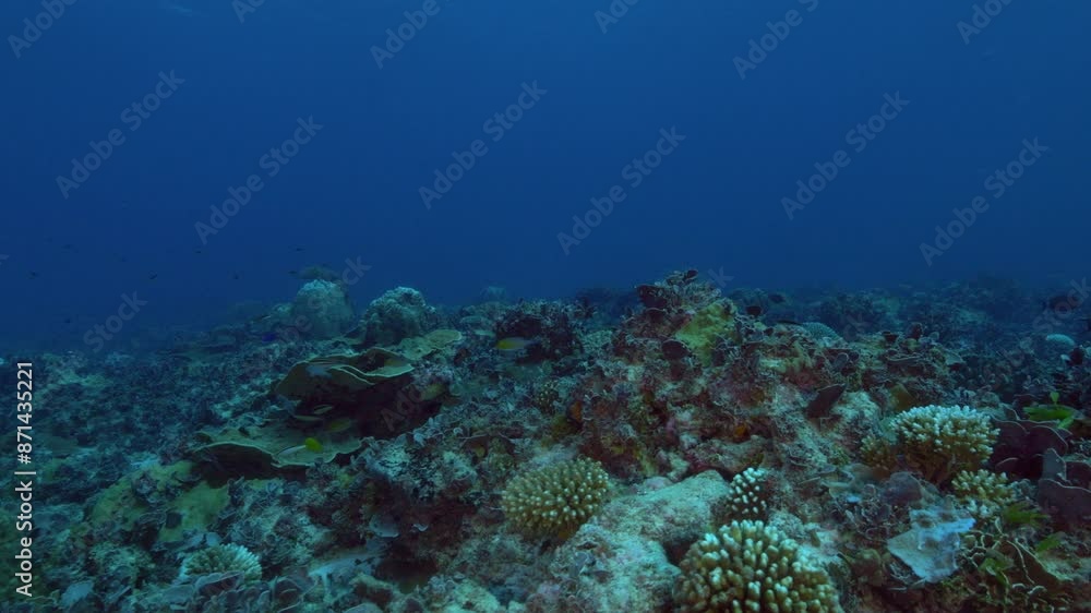 An amazing underwater fly-by of the vibrant ocen's coral reef full of fish and colours. An amazing underwater fly-by of the vibrant ocen's coral reef full of fish and colours.