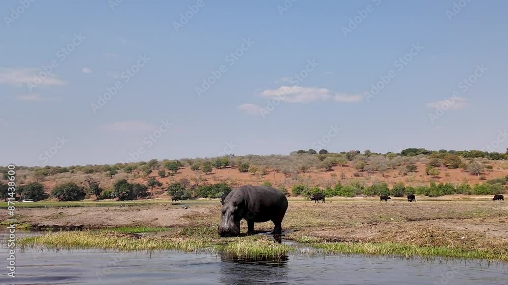 Hippopotamus In River At Chobe National Park In Kasane Botswana. African Animals Landscape. Wildlife Scenery. Chobe National Park At Kasane Botswana. Big Five Animals. Wild Background. Hippopotamus In River At Chobe National Park In Kasane Botswana. African Animals Landscape. Wildlife Scenery. Chobe National Park At Kasane Botswana. Big Five Animals. Wild Background.