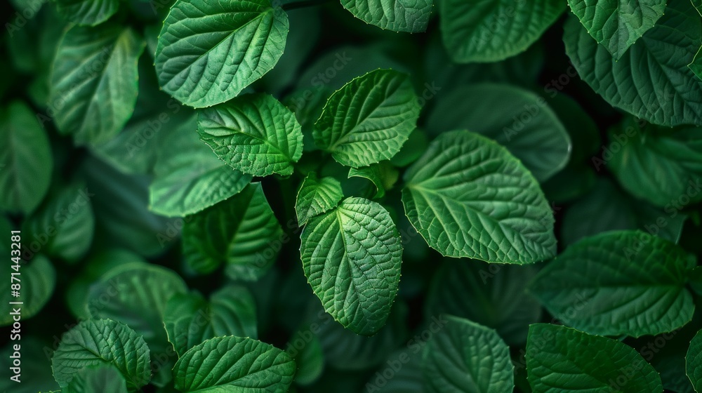 Top view of round green leaves Top view of round green leaves