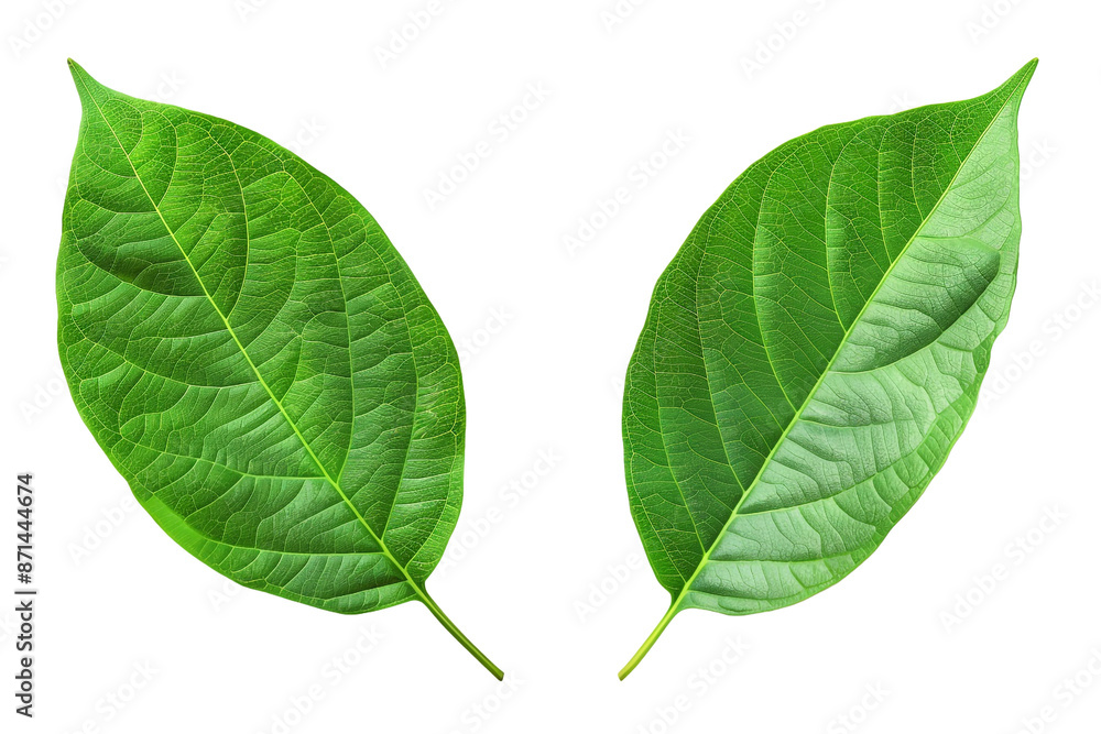 Fototapeta premium two green leaf isolated on transparent background