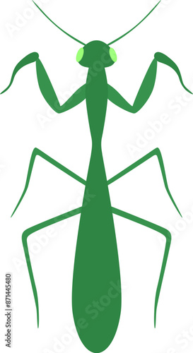Praying mantis illustration