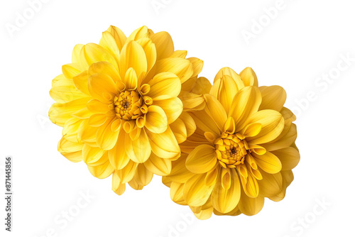 two yellow flowers top view isolated on transparent background