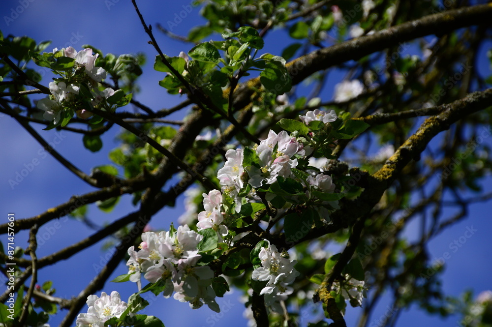 Bloom Apple Tree in Spring in the Sunder in the Town Walsrpde, Lower Saxony Bloom Apple Tree in Spring in the Sunder in the Town Walsrpde, Lower Saxony