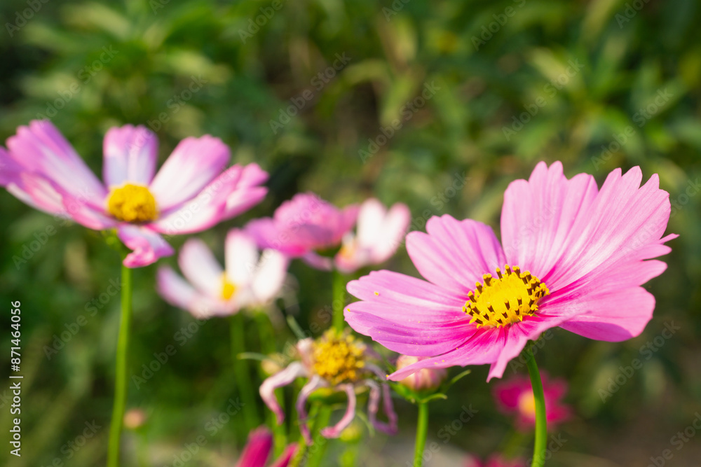 Pink cosmos flower on garden with morning light. Pink cosmos flower on garden with morning light.