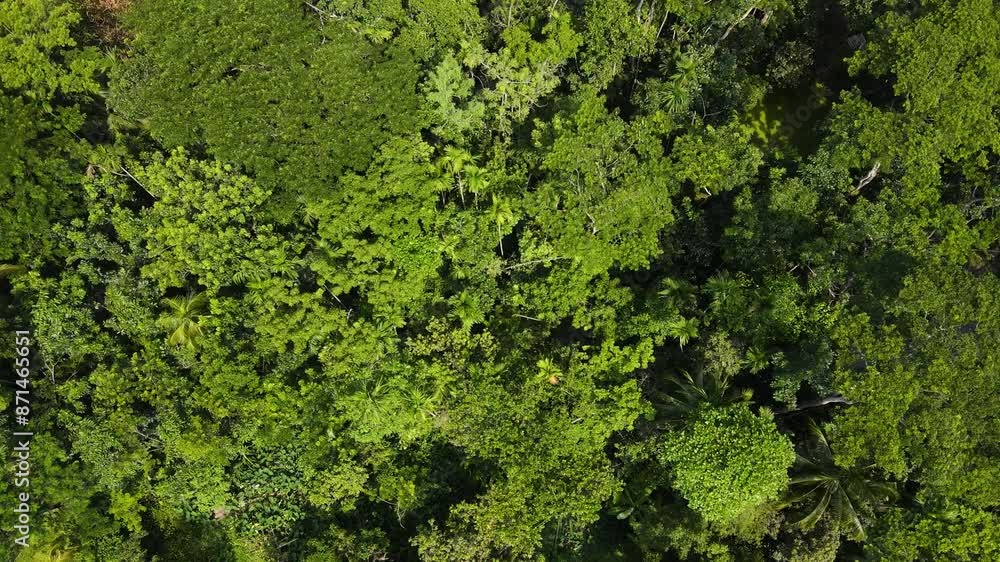 A slow aerial descent over vibrant green rainforest tree tops in Brazil A slow aerial descent over vibrant green rainforest tree tops in Brazil