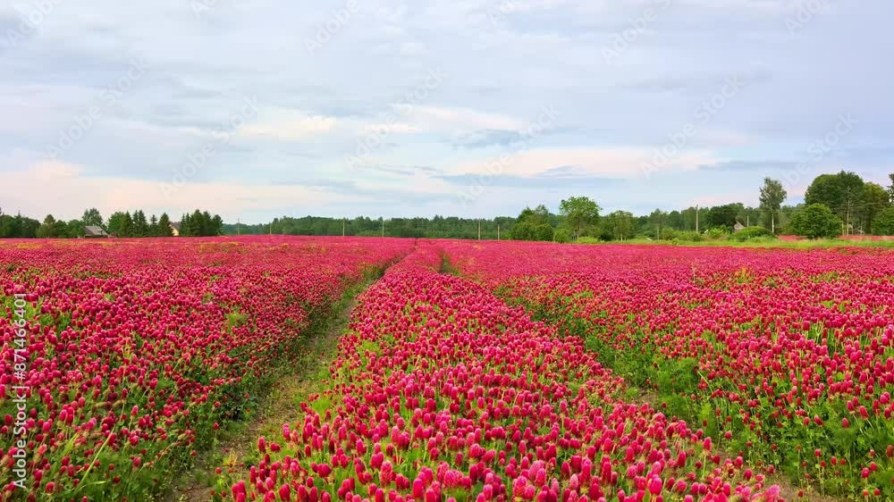 Crimson clover flowers along ruts in the road Crimson clover flowers along ruts in the road