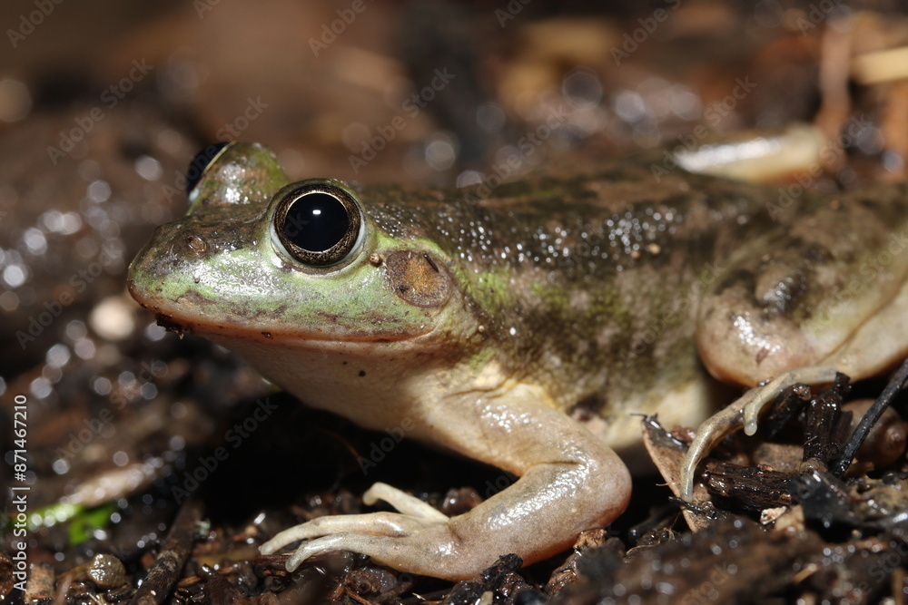 Dahl's aquatic frog (Litoria (Ranoidea) dahlii) Dahl's aquatic frog (Litoria (Ranoidea) dahlii)