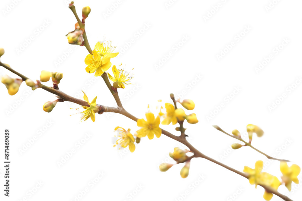 yellow buds isolated on transparent background yellow buds isolated on transparent background