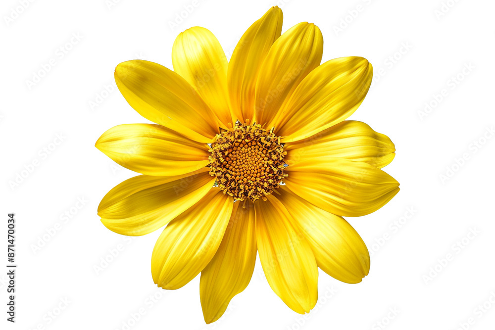yellow dahlia flower isolated on transparent background yellow dahlia flower isolated on transparent background