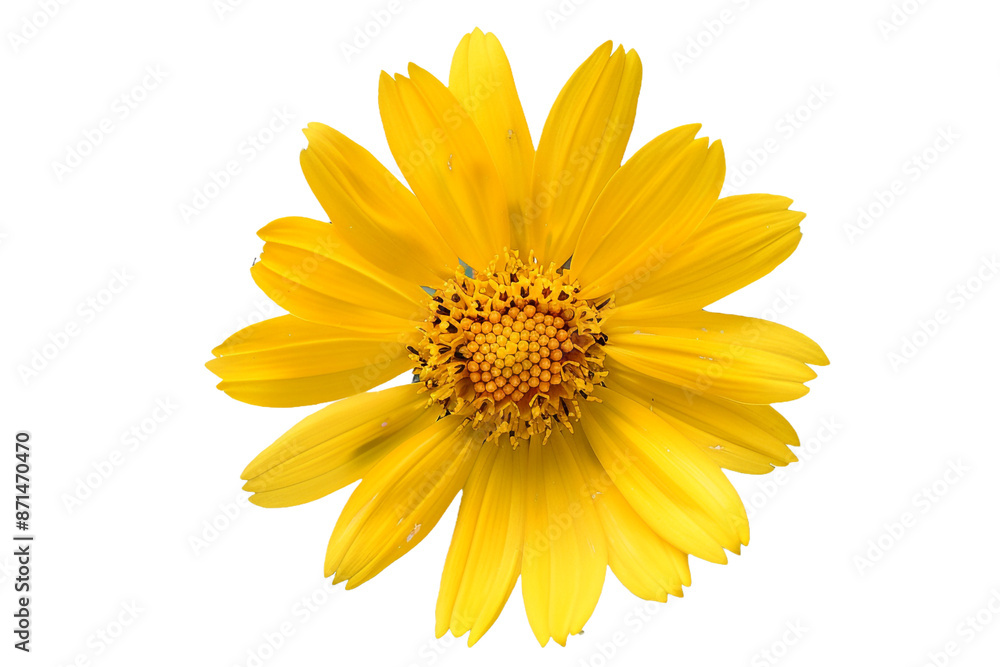 yellow flower isolated on transparent background yellow flower isolated on transparent background