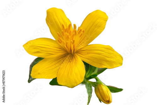 yellow flower isolated on transparent background