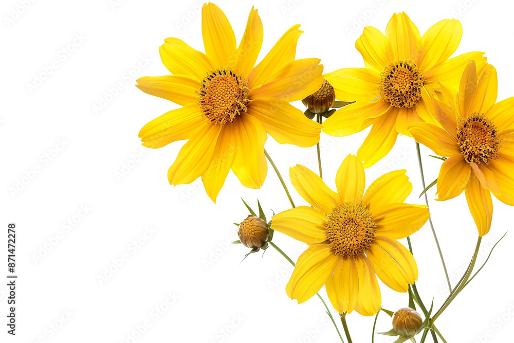 yellow flowers isolated on transparent background yellow flowers isolated on transparent background
