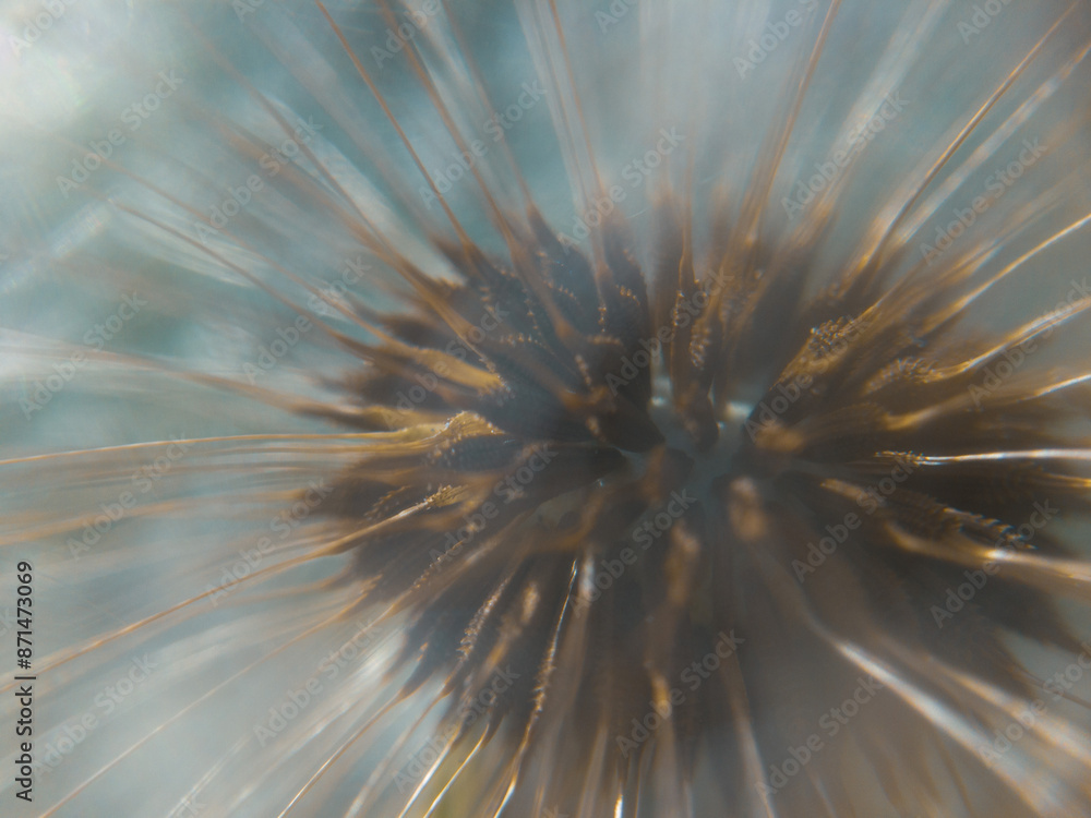Obraz premium Close up macro shot of a big dandelion.