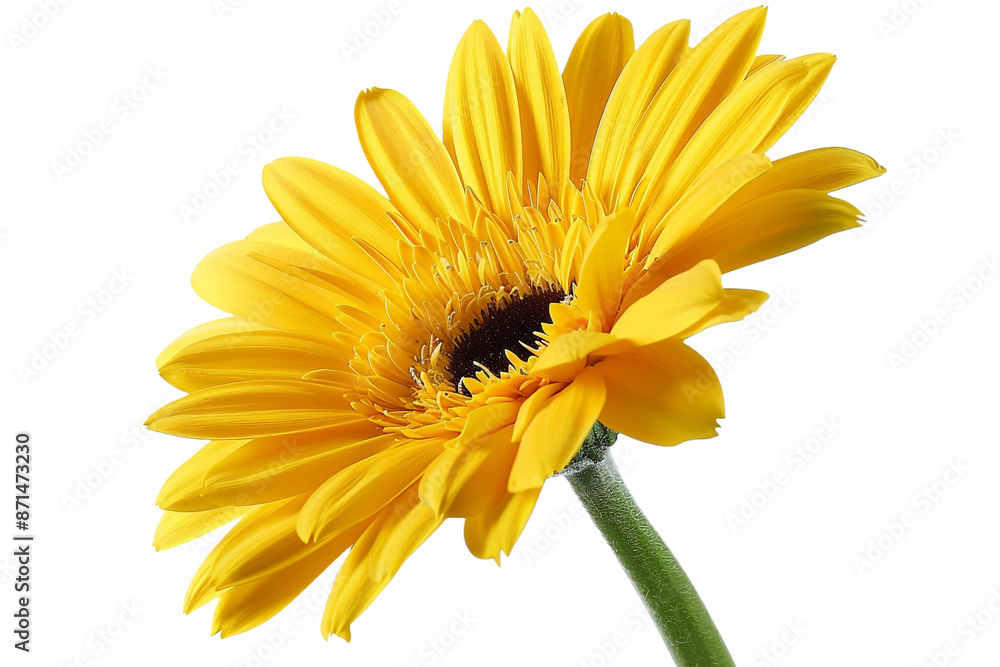 yellow gerber daisy isolated on transparent background yellow gerber daisy isolated on transparent background