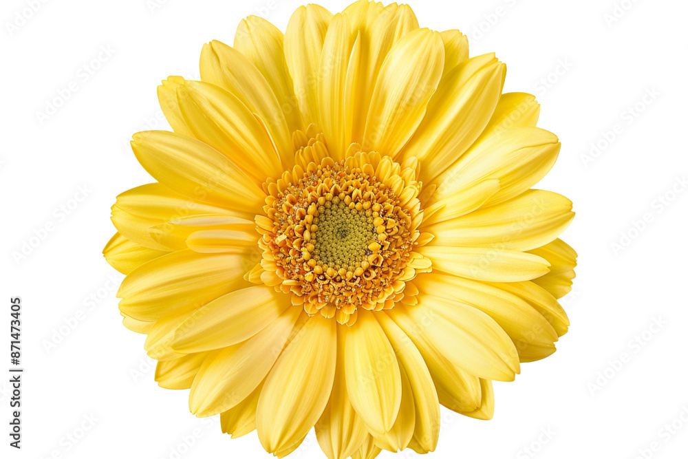 yellow gerber daisy isolated on transparent background yellow gerber daisy isolated on transparent background