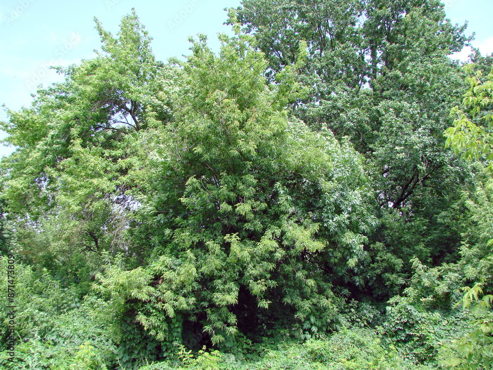 Upward view of dense forest trees illuminated by the midday sun against a blue sky on the horizon. Upward view of dense forest trees illuminated by the midday sun against a blue sky on the horizon.